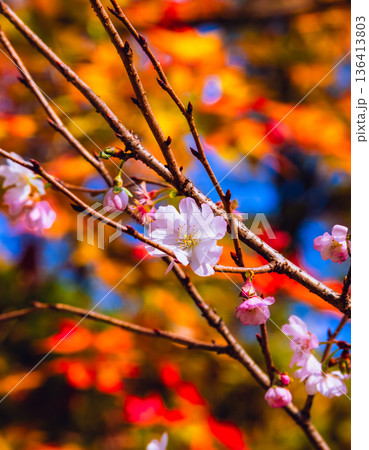 鮮やかなピンクの冬桜 鮮やかなピンクの冬桜 136413803