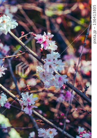春の訪れを告げる冬桜 136413805