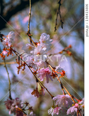 春の陽射しを浴びる冬桜 136413806