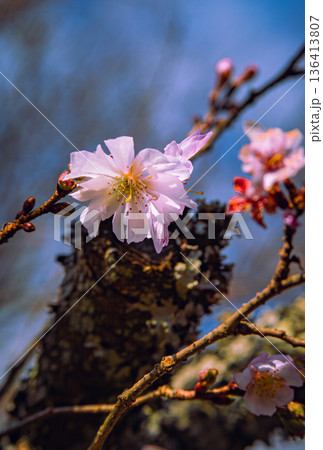 春の訪れを知らせる冬桜 136413807