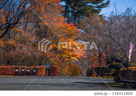 紅葉したケヤキの街路樹 136413808