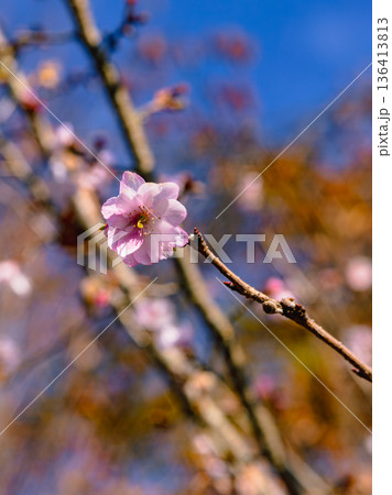 青空に映える冬桜 136413813