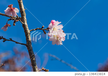 咲き始めた冬桜 咲き始めた冬桜 136413814