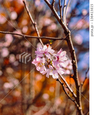 春の訪れを告げる冬桜 136413815