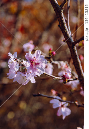 春の訪れを告げる冬桜 春の訪れを告げる冬桜 136413816