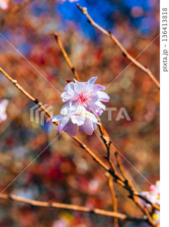 春の訪れを告げる冬桜 春の訪れを告げる冬桜 136413818