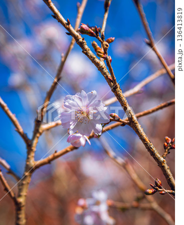 青空に映える冬桜 青空に映える冬桜 136413819