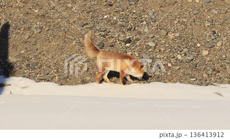 北海道 野付半島の雪原を歩くキタキツネ 冬の野生動物 北海道 野付半島の雪原を歩くキタキツネ 冬の野生動物 136413912