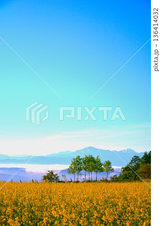 満開の新潟県小千谷市山本山高原菜の花畑・雲海の越後三山 136414032