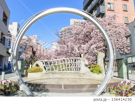 静岡県熱海市　あたみ桜　糸川遊歩道　2月上旬 136414230