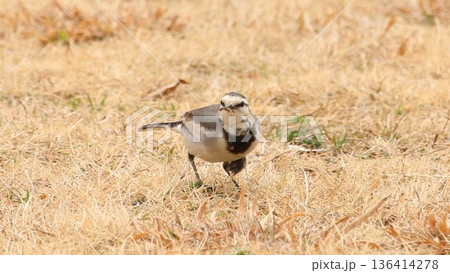 草地を歩くハクセキレイ 野鳥の餌探し 草地を歩くハクセキレイ 野鳥の餌探し 136414278