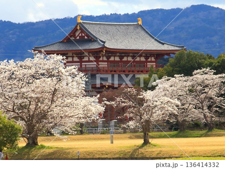 世界遺産平城宮跡に復元された 朱雀門・近鉄奈良線 と満開の桜の光景 世界遺産平城宮跡に復元された 朱雀門・近鉄奈良線 と満開の桜の光景 136414332
