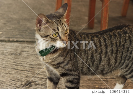 キジトラ猫の横顔 クローズアップで見る猫の表情 キジトラ猫の横顔 クローズアップで見る猫の表情 136414352
