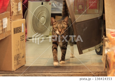 店番をするキジトラ猫 店番をするキジトラ猫 136414353