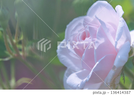 白いバラ 136414387