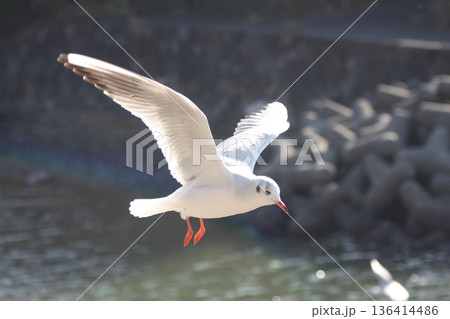 浜名湖佐久米駅の線路沿いを舞うユリカモメ 冬の水辺風景 浜名湖佐久米駅の線路沿いを舞うユリカモメ 冬の水辺風景 136414486