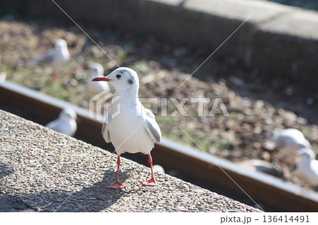 浜名湖佐久米駅で休憩するユリカモメ 136414491