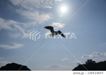 太陽を背に飛ぶカモメ 太陽を背に飛ぶカモメ 136414647