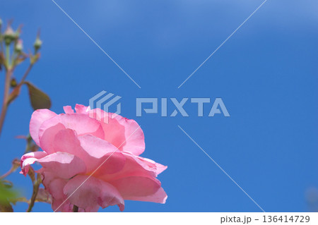 青空に映えるピンクのバラ 136414729