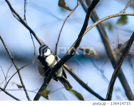 枝にとまるシジュウカラ 136414735