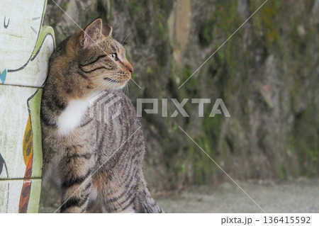 台湾の地域猫 台湾の地域猫 136415592