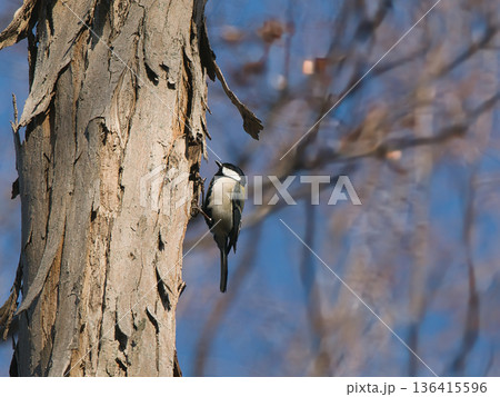 木に止まるシジュウカラ 木に止まるシジュウカラ 136415596