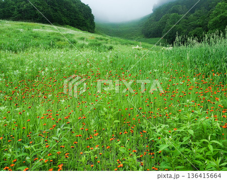 ゲレンデに咲くコウリンタンポポ 136415664