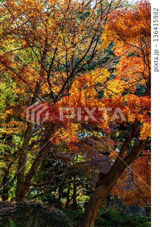 紅葉した木々 136415982