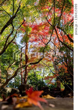秋の色に染まる公園 秋の色に染まる公園 136415999