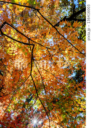 紅葉したモミジの葉 紅葉したモミジの葉 136416003