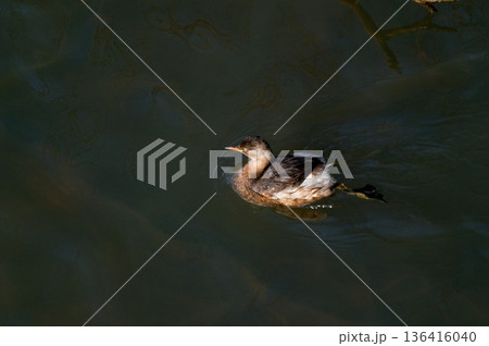信濃川・やすらぎ堤の鳰(かいつぶり) 信濃川・やすらぎ堤の鳰(かいつぶり) 136416040