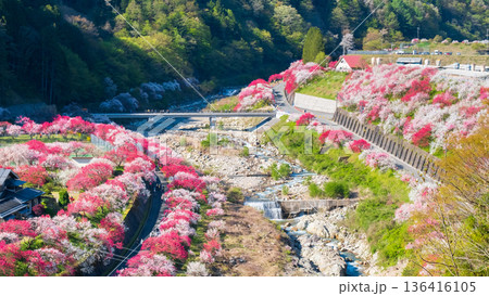 花桃の里 136416105