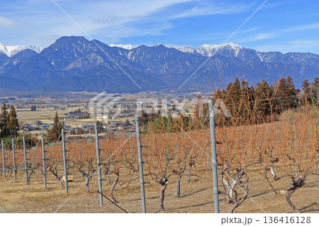冬のワイン用ブドウ畑　日本アルプスワインバレー 136416128