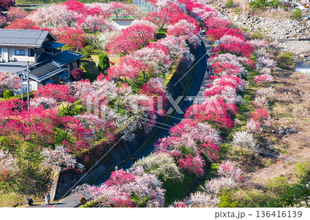 花桃の里 136416139