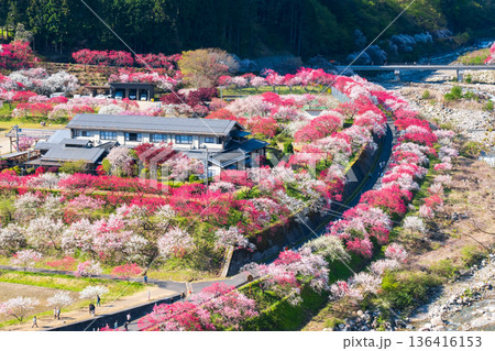 花桃の里 136416153