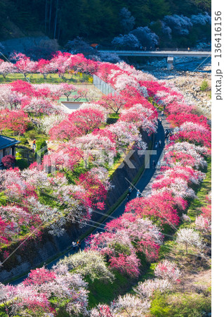 花桃の里 136416156