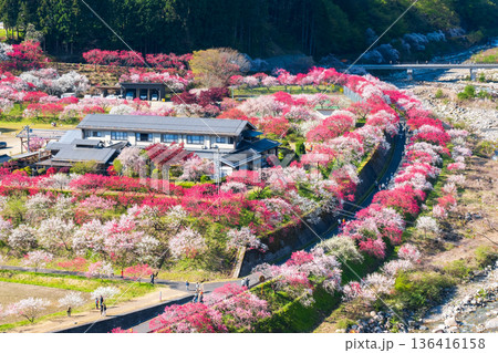 花桃の里 136416158