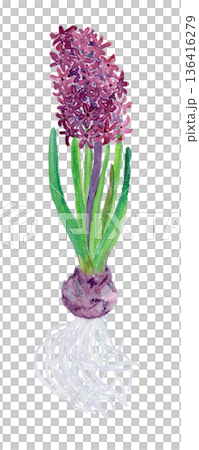Hyacinthus orientalis Watercolor illustration of hyacinth Hyacinthus orientalis Watercolor illustration of hyacinth 136416279