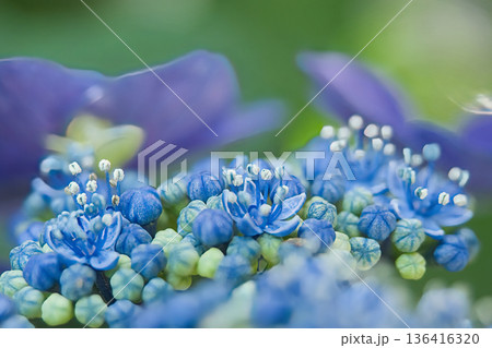 青い紫陽花 青い紫陽花 136416320
