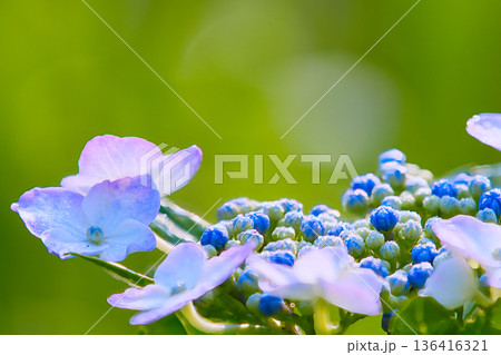 青いガクアジサイ 136416321
