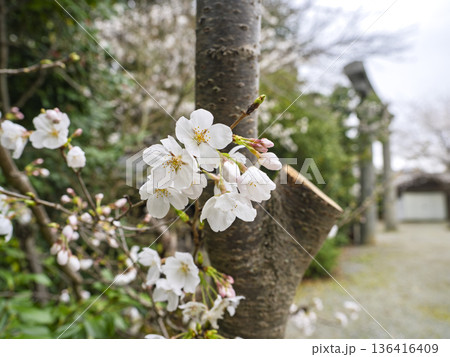 神域に訪れる春、鳥居を背に咲く「胴吹き桜」の生命力 136416409