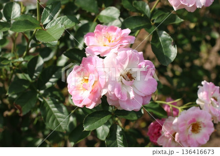 満開の薔薇が咲き誇るバラの花壇（品種名春の舞） 136416673