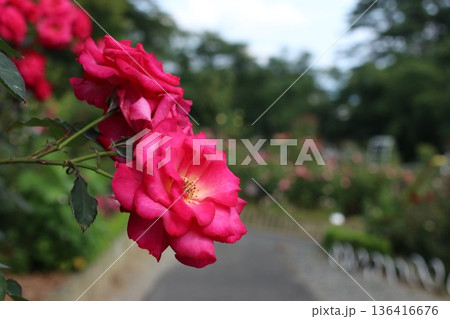 満開の赤薔薇が咲き誇るバラ花壇 近接撮影 満開の赤薔薇が咲き誇るバラ花壇 近接撮影 136416676