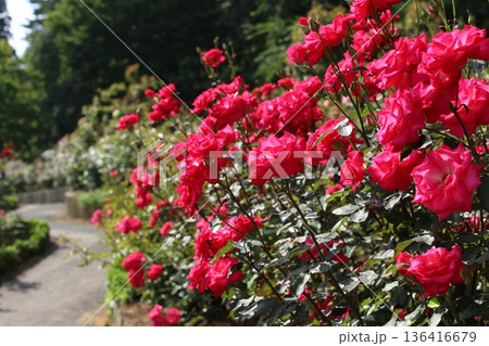 花巻のバラ園 赤いバラが連なる花壇 クローズアップ 花巻のバラ園 赤いバラが連なる花壇 クローズアップ 136416679
