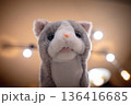 見つめる猫のぬいぐるみ 136416685
