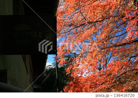 観光地の古い売店の看板と紅葉 136416720
