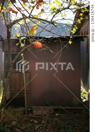 民家の庭の柿の実 136416744