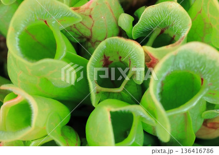 食虫植物 136416786