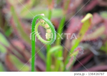 食虫植物 136416787