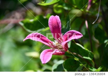 クレマチス「プリンセスダイアナ」　Clematis 'Princess Diana' 136416804